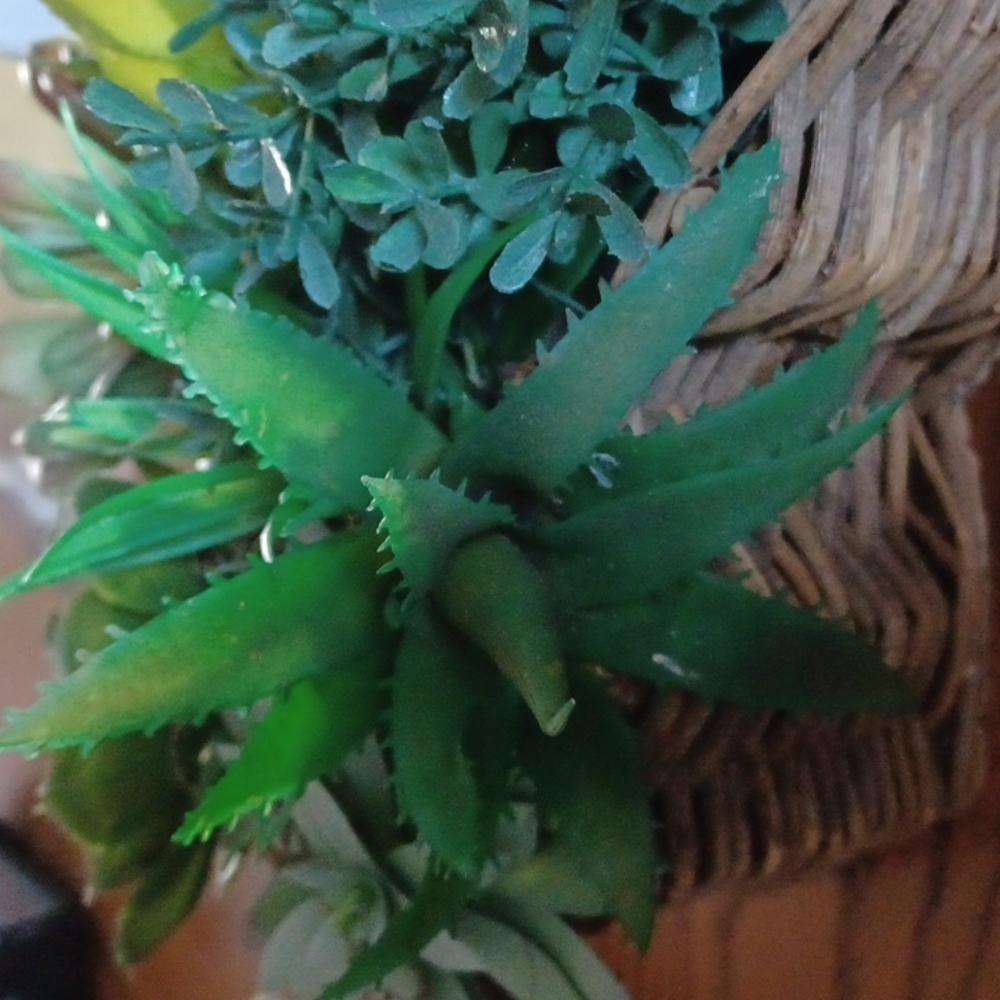 Succulent - Picture 4 of 4